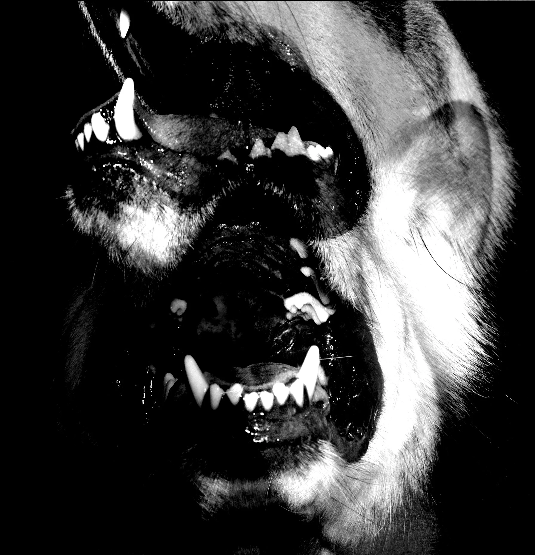 Black and White Snarl